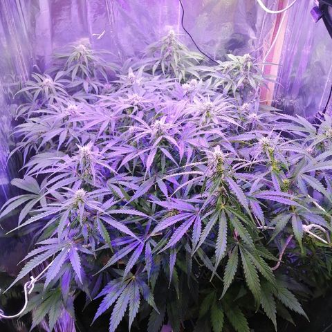 Auto Owen Key growlog timeline photo