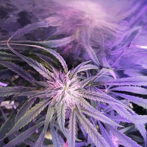 Auto Owen Key growlog timeline photo