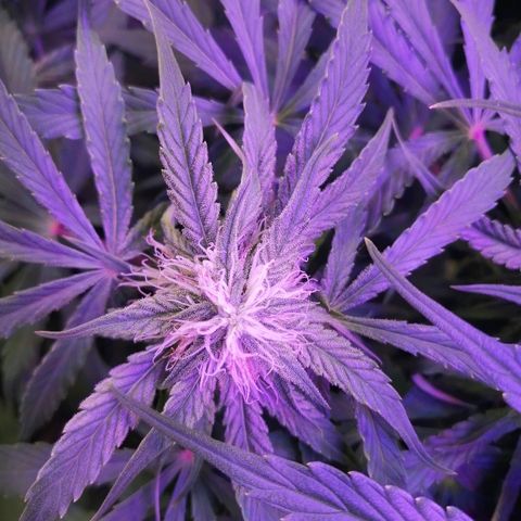 Auto Owen Key growlog timeline photo