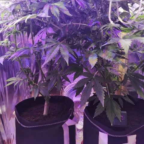 Auto Owen Key growlog timeline photo