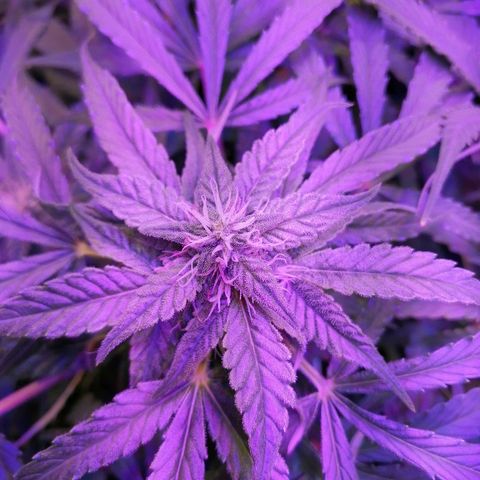Auto Owen Key growlog timeline photo