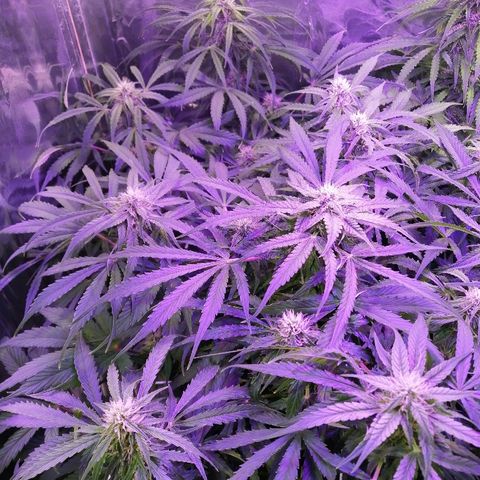 Auto Owen Key growlog timeline photo