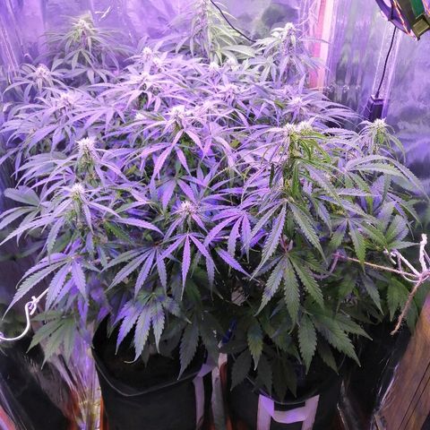 Auto Owen Key growlog timeline photo