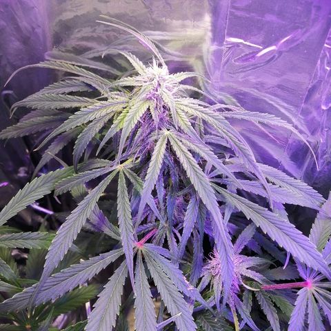 Auto Owen Key growlog timeline photo