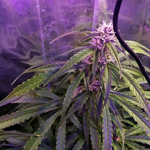 Auto Owen Key growlog timeline photo