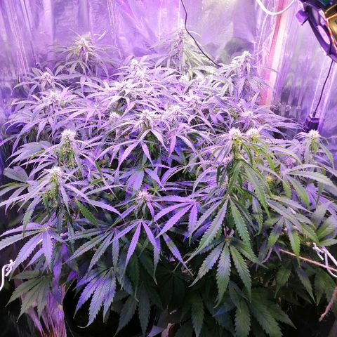Auto Owen Key growlog timeline photo