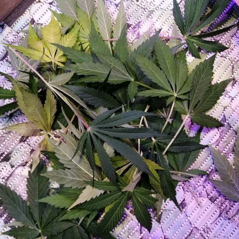 Auto Owen Key growlog timeline photo