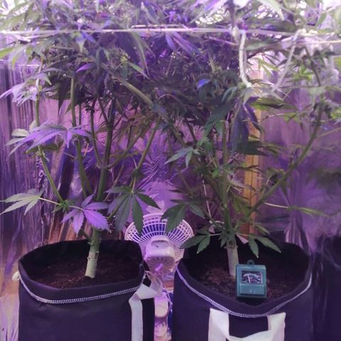 Auto Owen Key growlog timeline photo