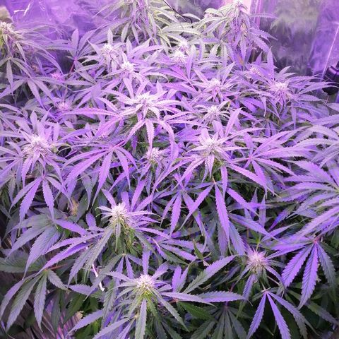 Auto Owen Key growlog timeline photo