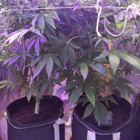 Auto Owen Key growlog timeline photo
