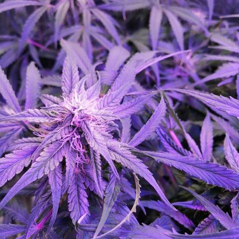 Auto Owen Key growlog timeline photo