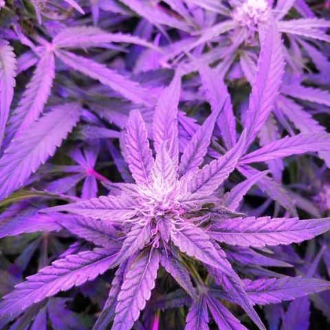 Auto Owen Key growlog timeline photo