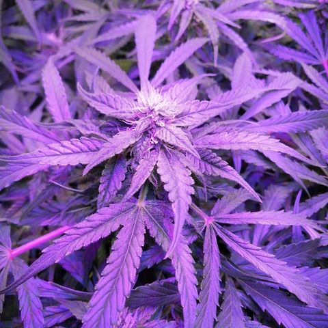 Auto Owen Key growlog timeline photo