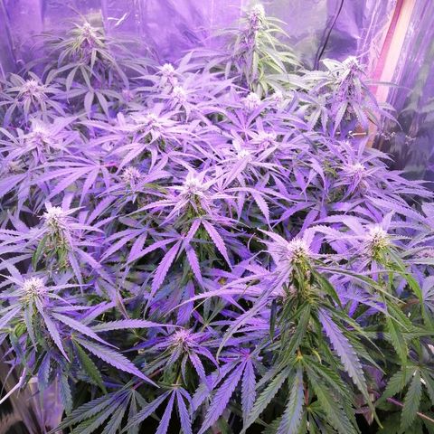 Auto Owen Key growlog timeline photo