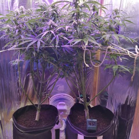 Auto Owen Key growlog timeline photo