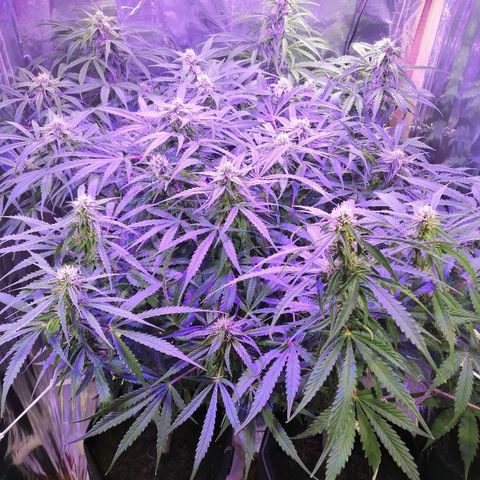 Auto Owen Key growlog timeline photo