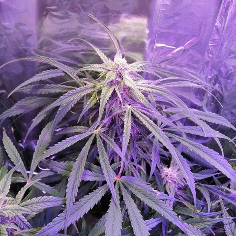 Auto Owen Key growlog timeline photo