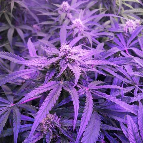 Auto Owen Key growlog timeline photo