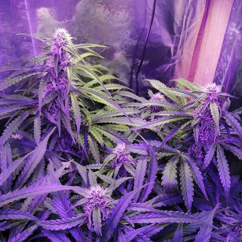 Auto Owen Key growlog timeline photo