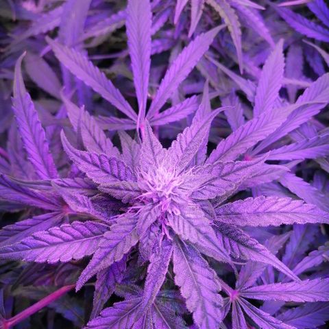 Auto Owen Key growlog timeline photo