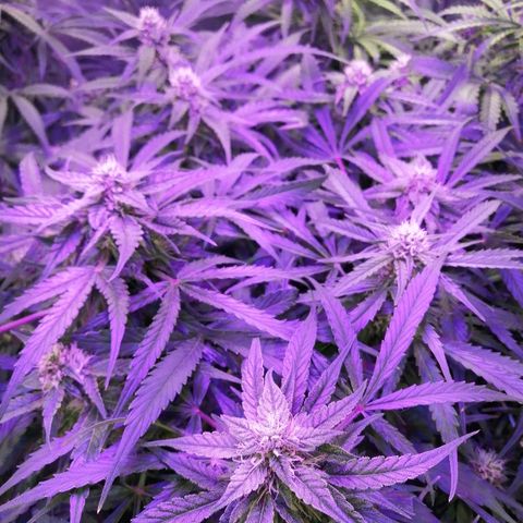 Auto Owen Key growlog timeline photo