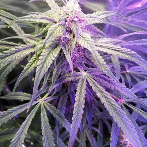 Auto Owen Key growlog timeline photo
