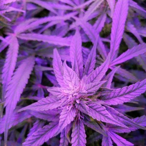 Auto Owen Key growlog timeline photo