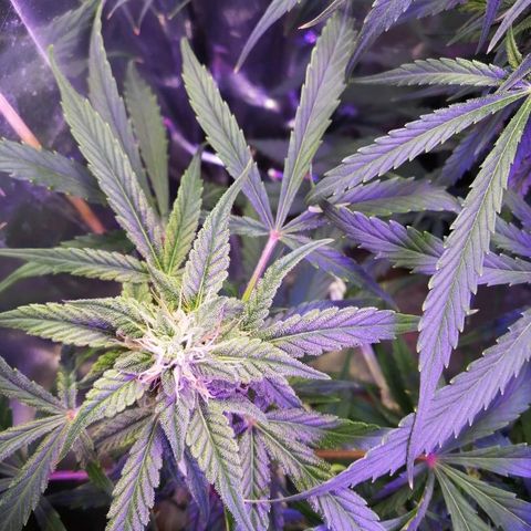 Auto Owen Key growlog timeline photo