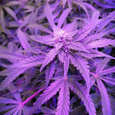 Auto Owen Key growlog timeline photo