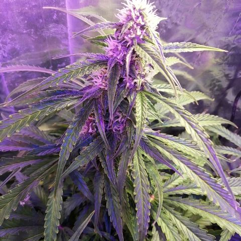 Auto Owen Key growlog timeline photo