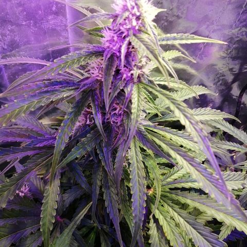 Auto Owen Key growlog timeline photo