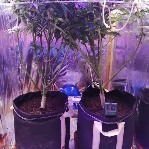 Auto Owen Key growlog timeline photo