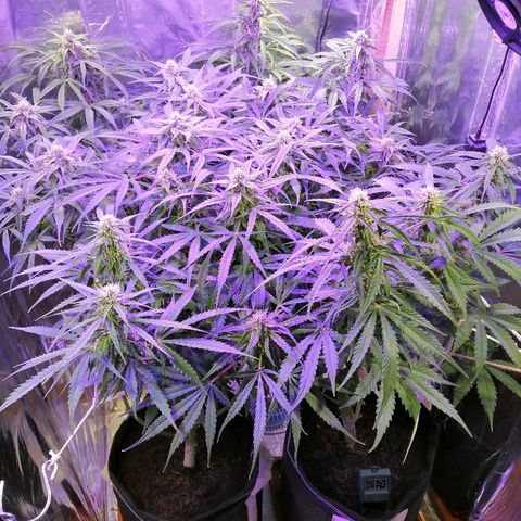 Auto Owen Key growlog timeline photo