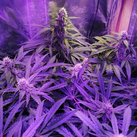 Auto Owen Key growlog timeline photo
