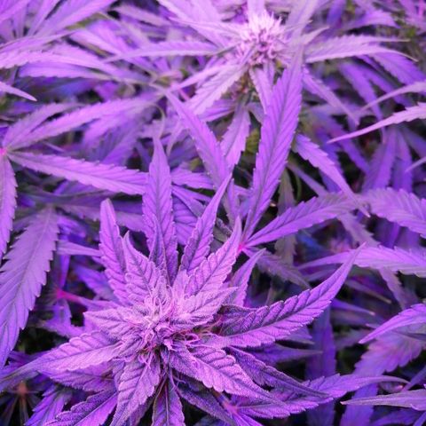 Auto Owen Key growlog timeline photo