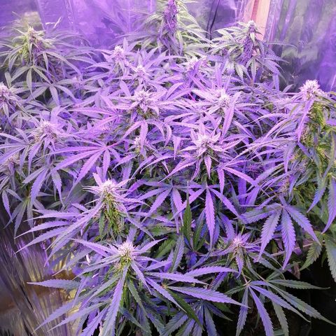 Auto Owen Key growlog timeline photo