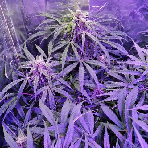 Auto Owen Key growlog timeline photo