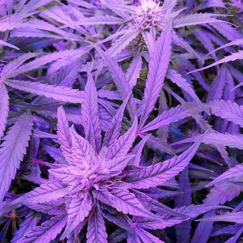 Auto Owen Key growlog timeline photo