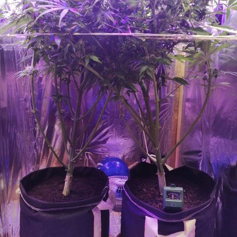 Auto Owen Key growlog timeline photo