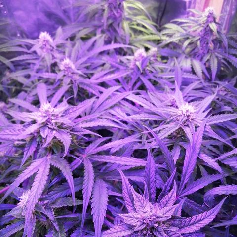 Auto Owen Key growlog timeline photo