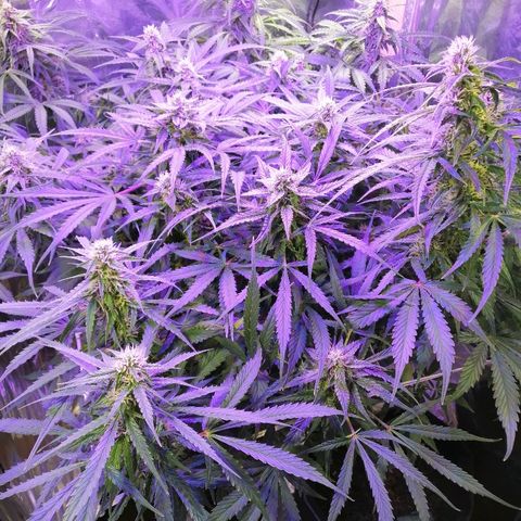 Auto Owen Key growlog timeline photo