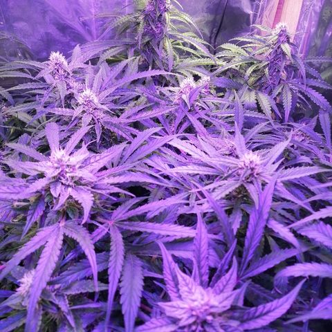 Auto Owen Key growlog timeline photo