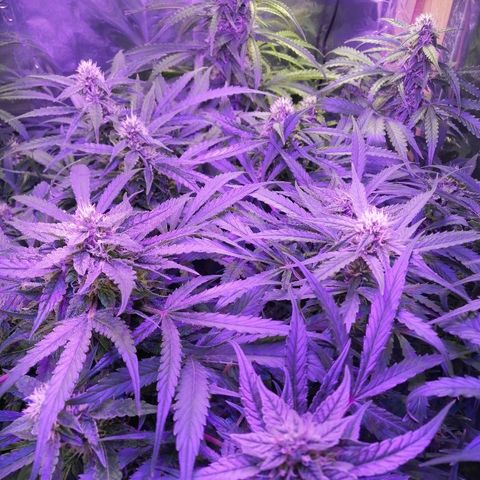 Auto Owen Key growlog timeline photo