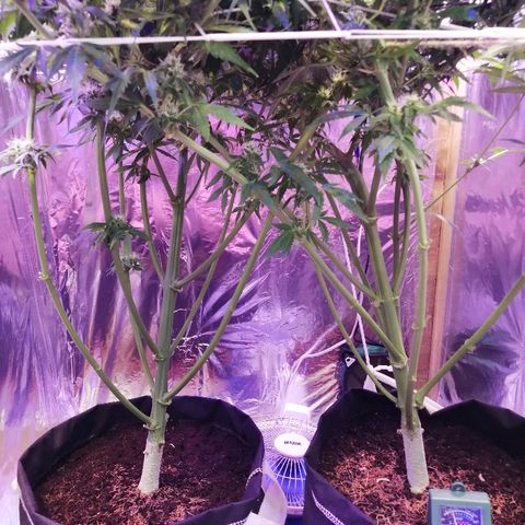 Auto Owen Key growlog timeline photo