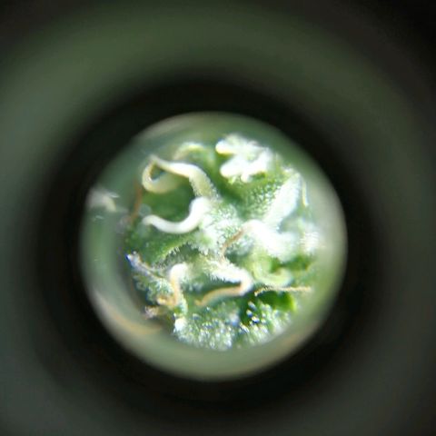 Auto Owen Key growlog timeline photo