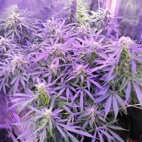 Auto Owen Key growlog timeline photo