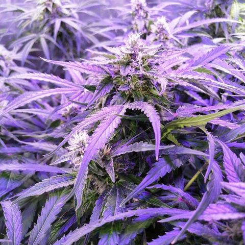 Auto Owen Key growlog timeline photo