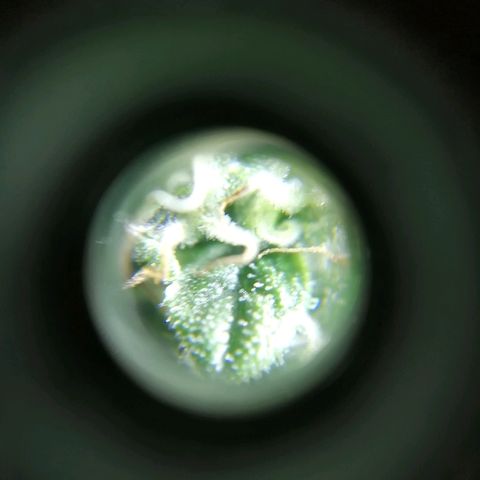 Auto Owen Key growlog timeline photo