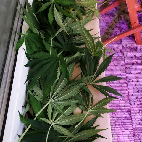 Auto Owen Key growlog timeline photo