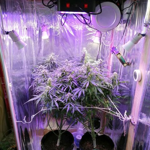 Auto Owen Key growlog timeline photo